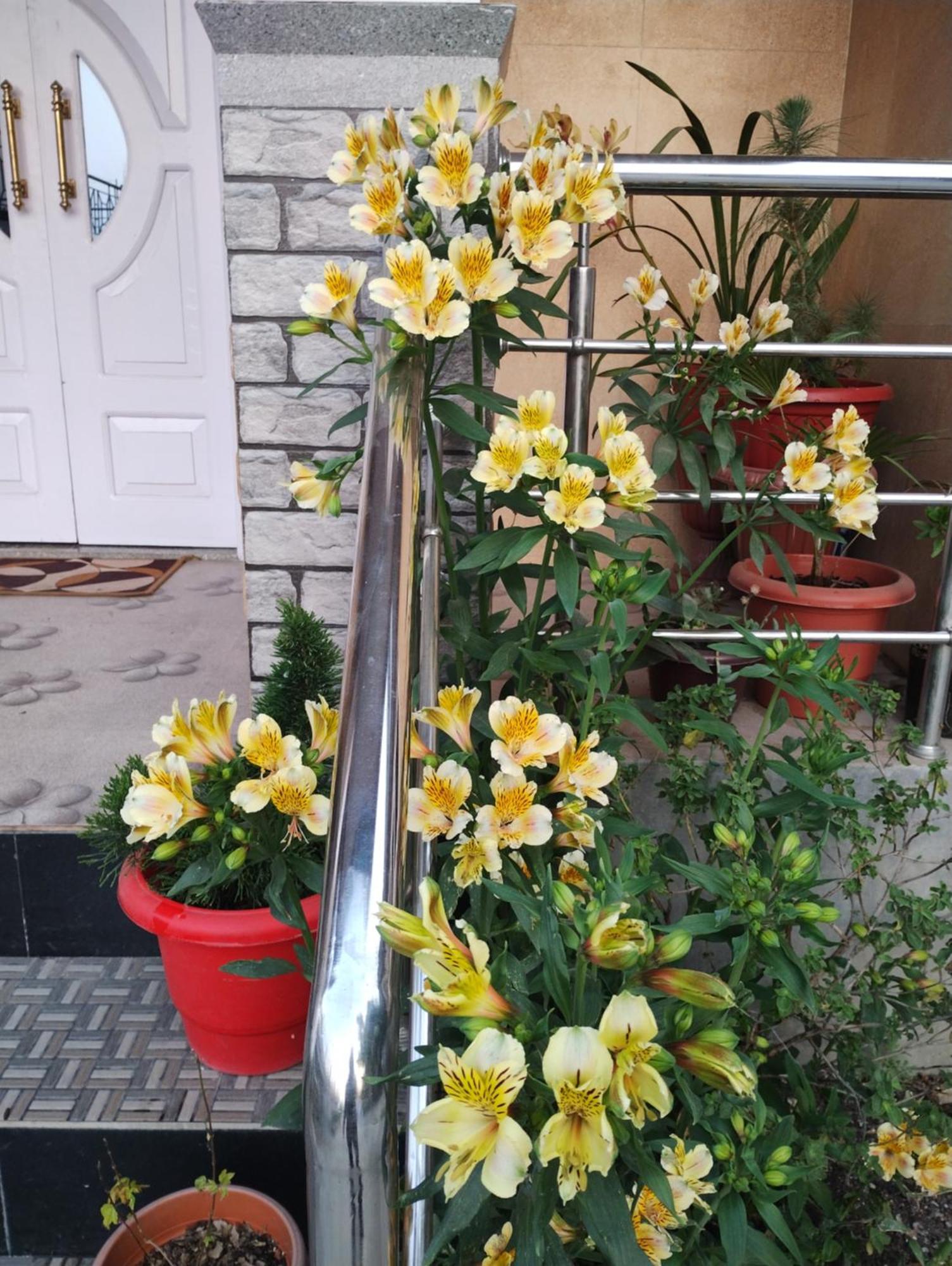 Tranquil Retreat Homestay Ghum Zewnętrze zdjęcie